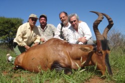 Red Hartebeest Hunt