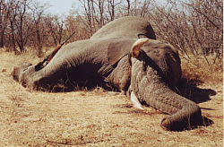 Elephant Hunt