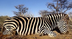 Zebra Hunt
