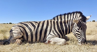 Zebra Hunt