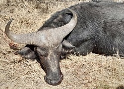 Female Buffalo Hunt