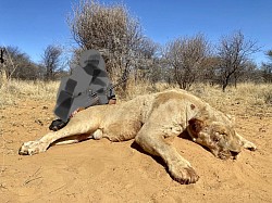 Lioness Hunt