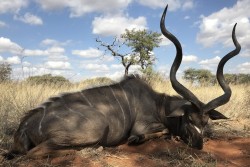 Kudu Hunt