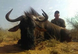 Blue Wildebeest Hunt