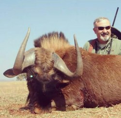 Black Wildebeest Hunt