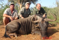 Blue Wildebeest Hunt