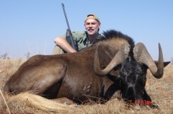 Black Wildebeest Hunt