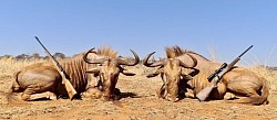 Golden Wildebeest Hunt