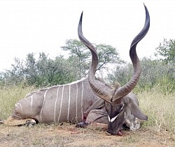 Kudu Hunt