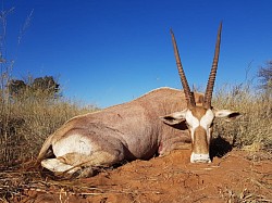 Golden Gemsbuck Hunt