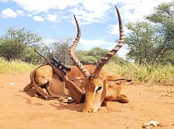 Impala Hunt