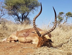 Impala Hunt