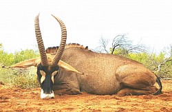 Roan Antilope Hunt