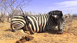 Zebra Hunt