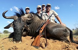 Blue Wildebeest Hunt