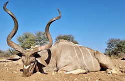 Kudu Hunt