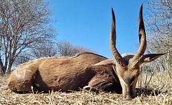 Bushbuck Hunt