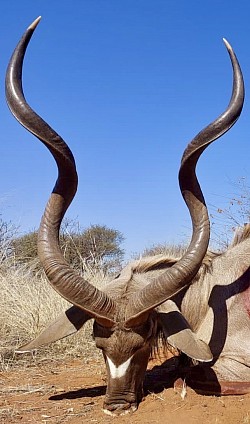 Kudu Hunt