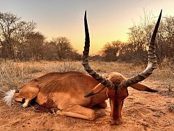 Impala Hunt