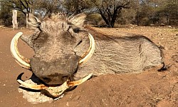 Warthog Hunt