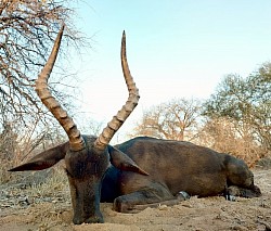 Black Impala Hunt