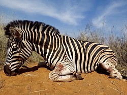 Zebra Hunt