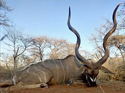 Kudu Hunt