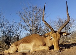 Impala Hunt