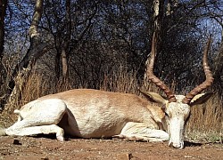 White Flank Impala Hunt