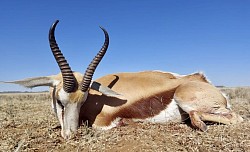 Common Springbuck Hunt