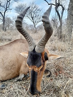 Red Hartebeest Hunt