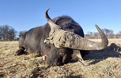 Buffalo Hunt