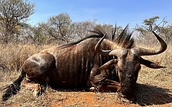 Blue Wildebeest Hunt