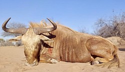 Golden Wildebeest Hunt