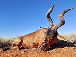 Red Hartebeest Hunt