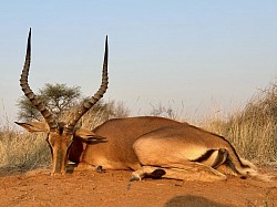 Impala Hunt