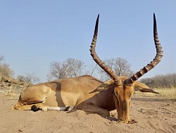 Impala Hunt