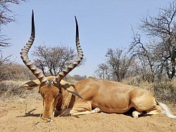 Impala Hunt