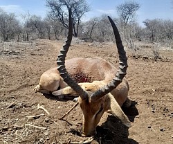Impala Hunt