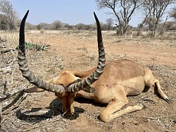 Impala Hunt