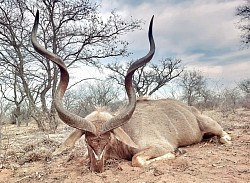 Kudu Hunt