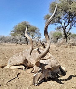 Kudu Hunt