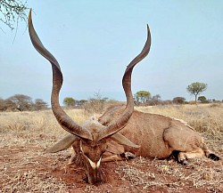 Kudu Hunt