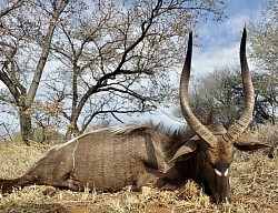 Nyala Hunt