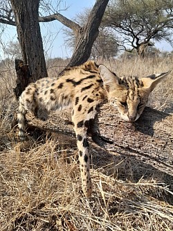 Serval Cat (African)