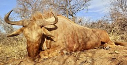 Golden Wildebeest Hunt