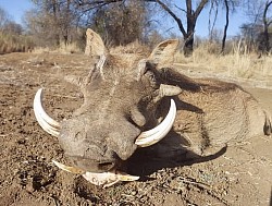 Warthog Hunt