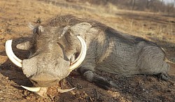 Warthog Hunt