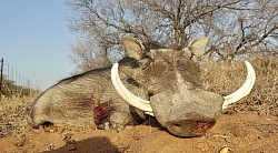 Warthog Hunt