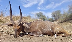 Bushbuck Hunt